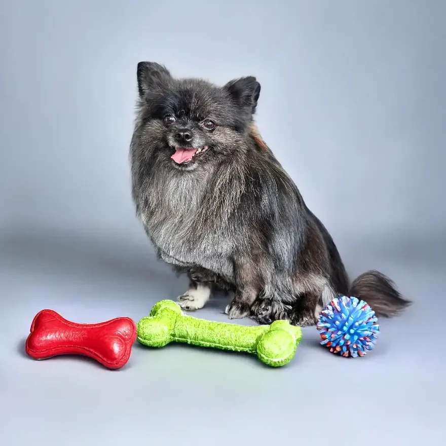 park and bark dog grooming image